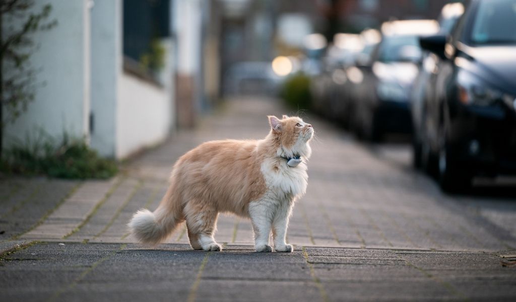 Live-Trackers bei Katzen